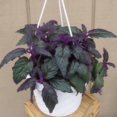 Purple Passion,Velvet Plant,Gyruna aurantiaca
